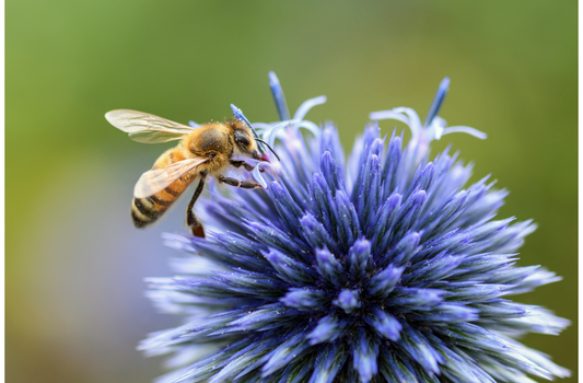 Saving the Bees in Australia