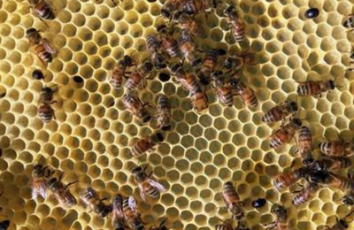 Small Hive Beetle Beekeeping Supplies