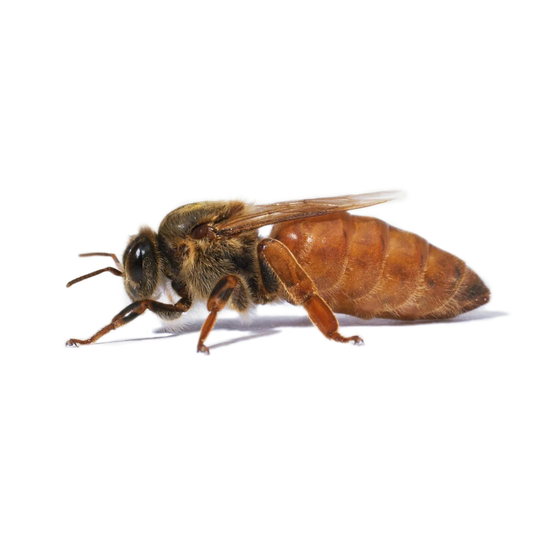A single honeybee isolated on a plain white background, shown in side profile with visible wings, legs, and antennae.