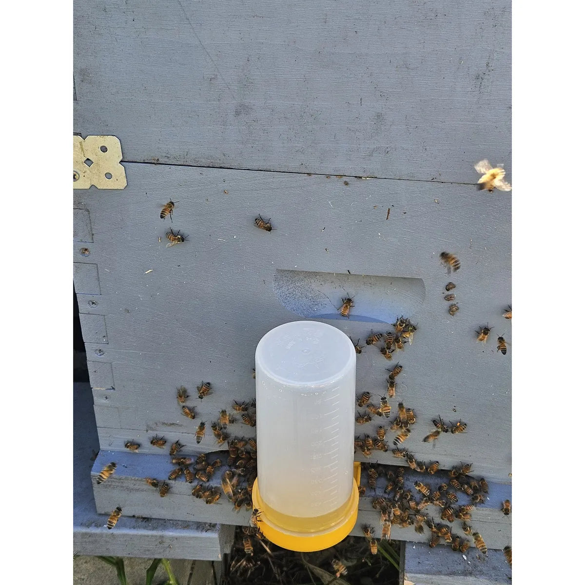 Round entrance feeder mounted on beehive with honeybees feeding and clustering at hive entrance