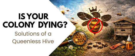 Is Your Colony Dying? Signs and Solutions of a Queenless Hive