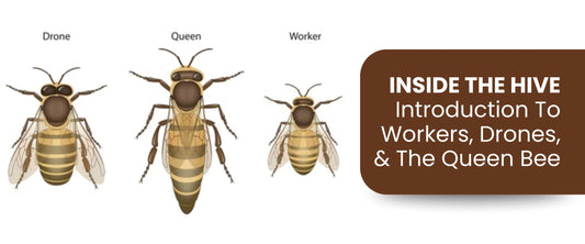 Drone, queen, and worker bees illustration for Inside the Hive introduction