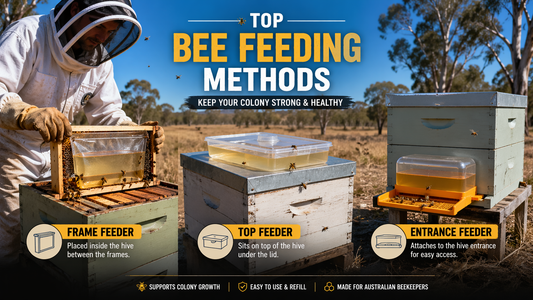 Top Bee Feeding Methods: How to Choose the Right Bee Feeder