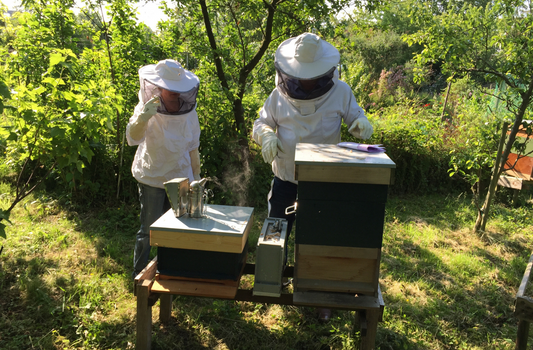 Two beekeepers in protective suits inspecting beehives in a green outdoor apiary.