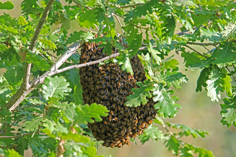 Bee swarm hanging from a tree branch.