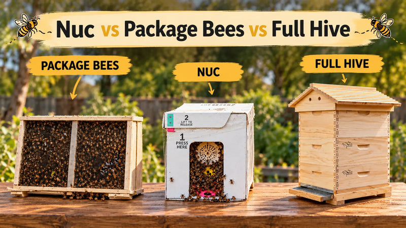 Nuc vs Package Bees vs Full Hive: Which Should You Buy First?