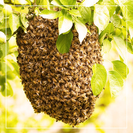 Honey bee swarm hanging from a tree branch with green leaves.