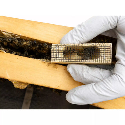 Wooden queen cage being placed inside a beehive frame
