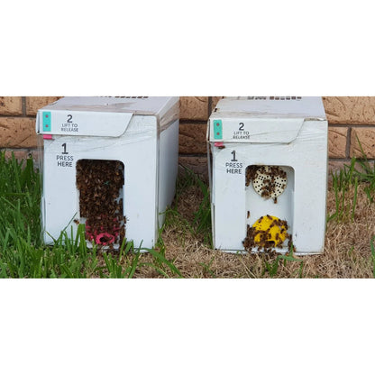 Two live bee nuc transport boxes on grass with honey bees clustered at the ventilation windows