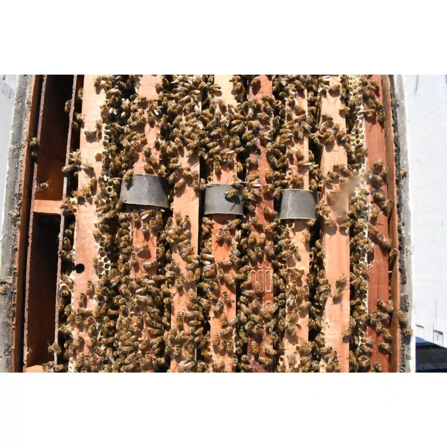Aluen CAP strips applied between bee frames inside a hive