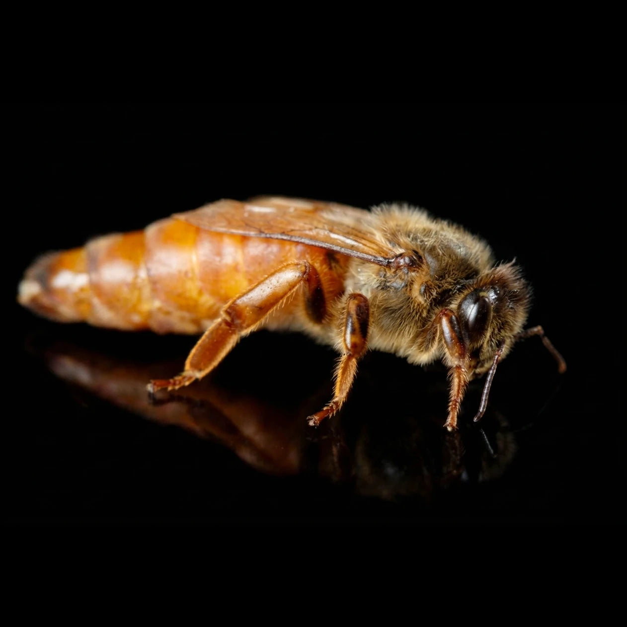 Queen honey bee for sale – mated golden Italian queen bee with long abdomen, close-up macro photo
