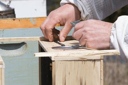 Hands placing live bees into hive box