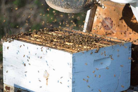 Close-up of live bees on hive frame