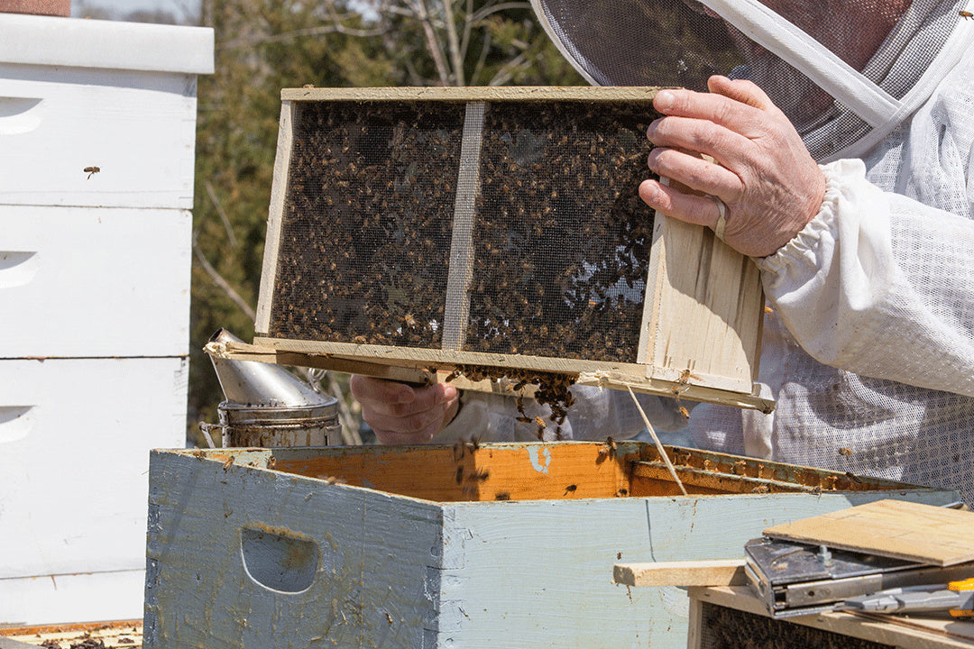  package bees, bee packages, beekeeping supplies, honey bees, mated queen bees, Italian bees, pickup only, beekeeping starter, hive bees, bee colony, healthy bees, gentle bees, beekeeping season, bee orders, bee pickup