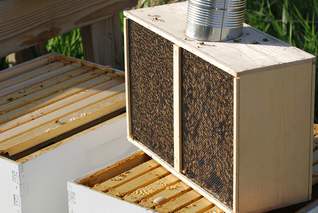 Wooden bee package box with mesh sides