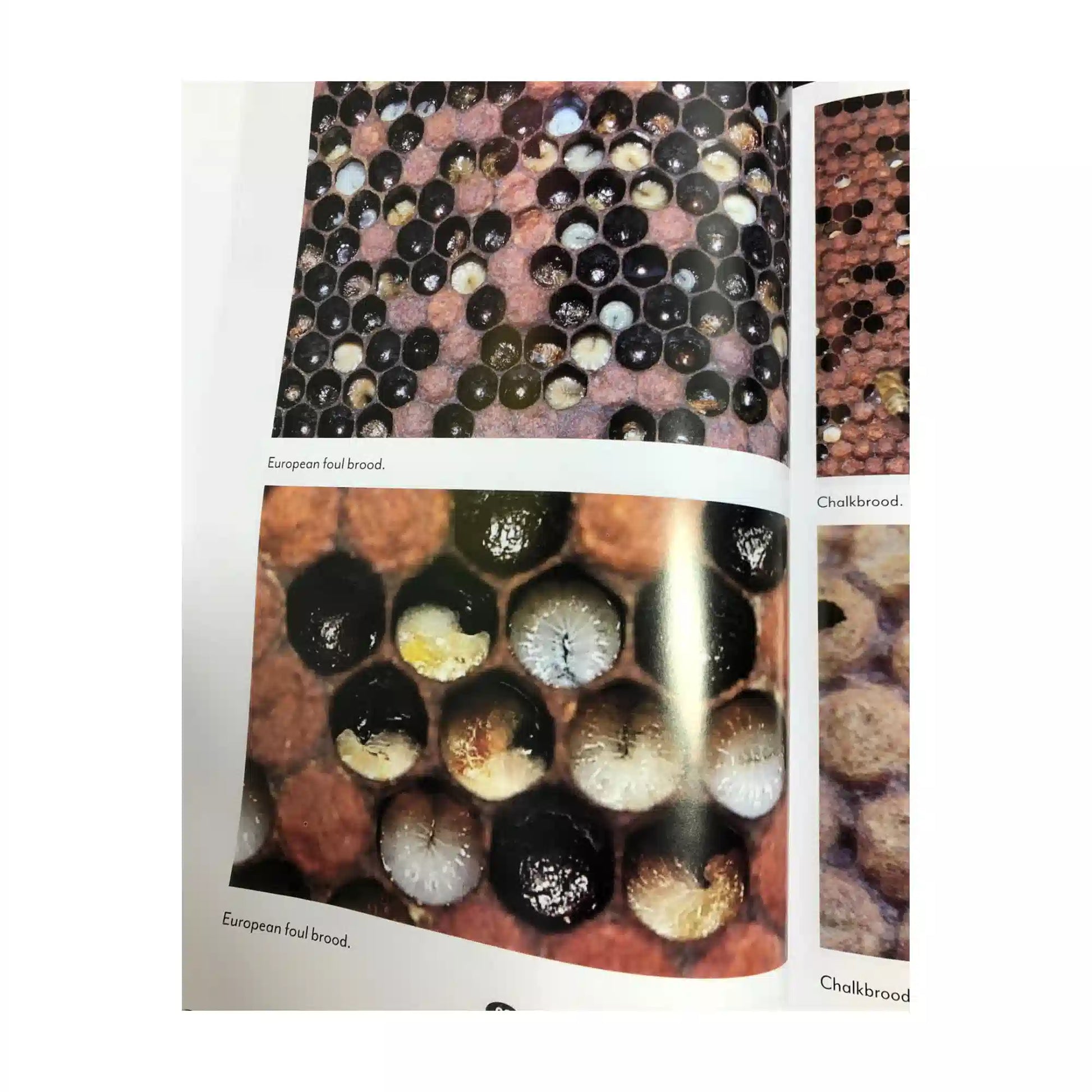 Beekeeping guide book sample images showing bees, honeycomb and hive examples