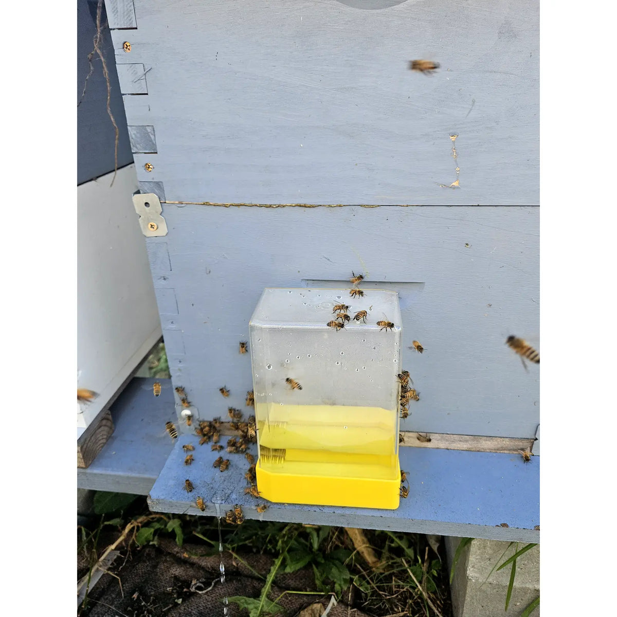 Entrance bee feeder large size mounted on beehive with bees feeding