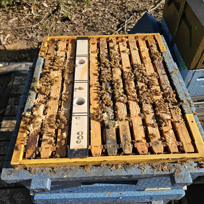 Frame feeder installed between brood frames in a polystyrene Langstroth beehive covered in honey bees