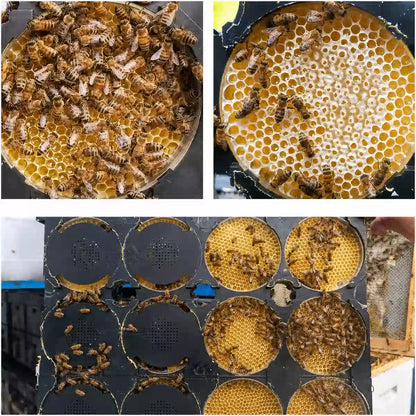 Honeycomb Frames with 8 Round Honeycomb Boxes