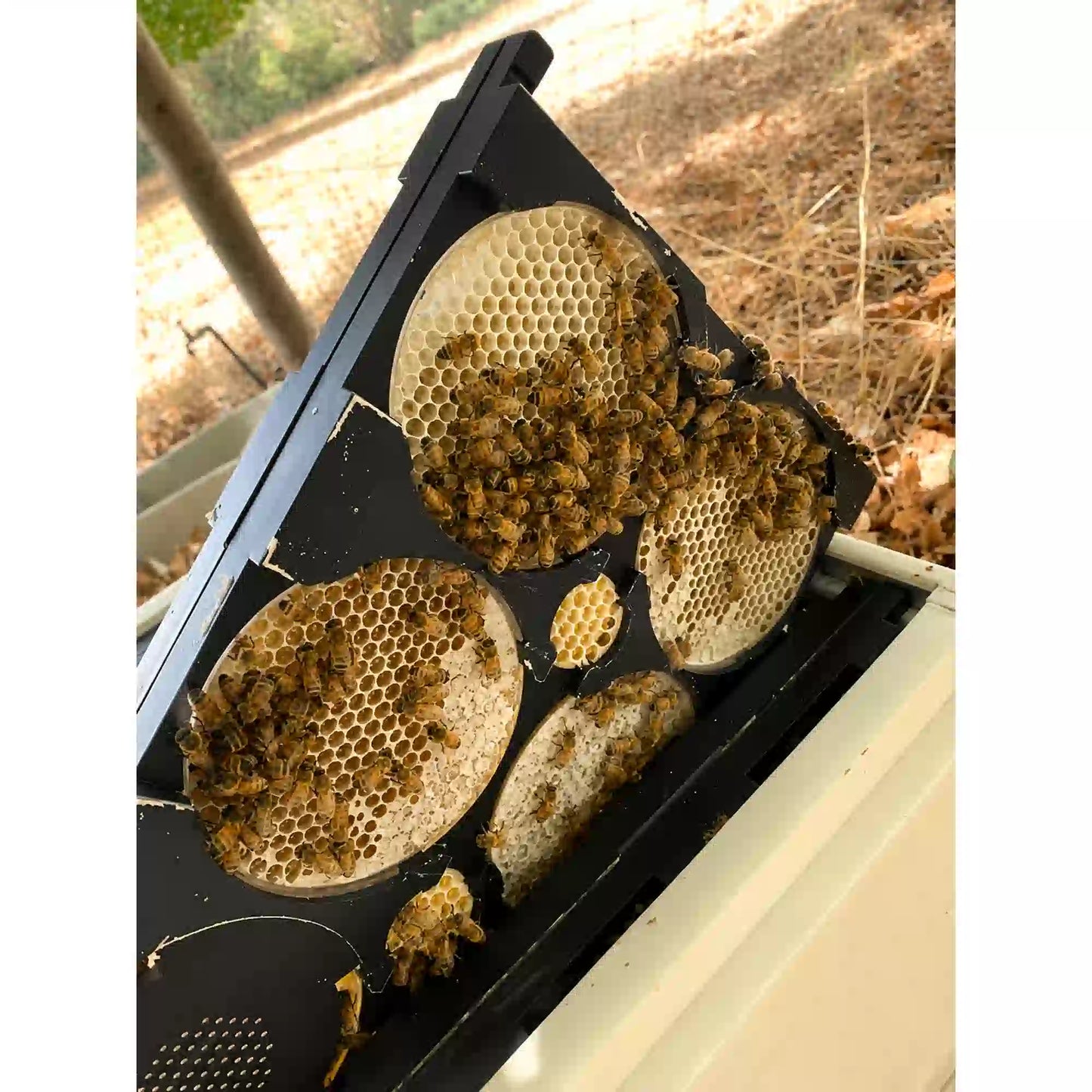 Honeycomb Frames with 8 Round Honeycomb Boxes
