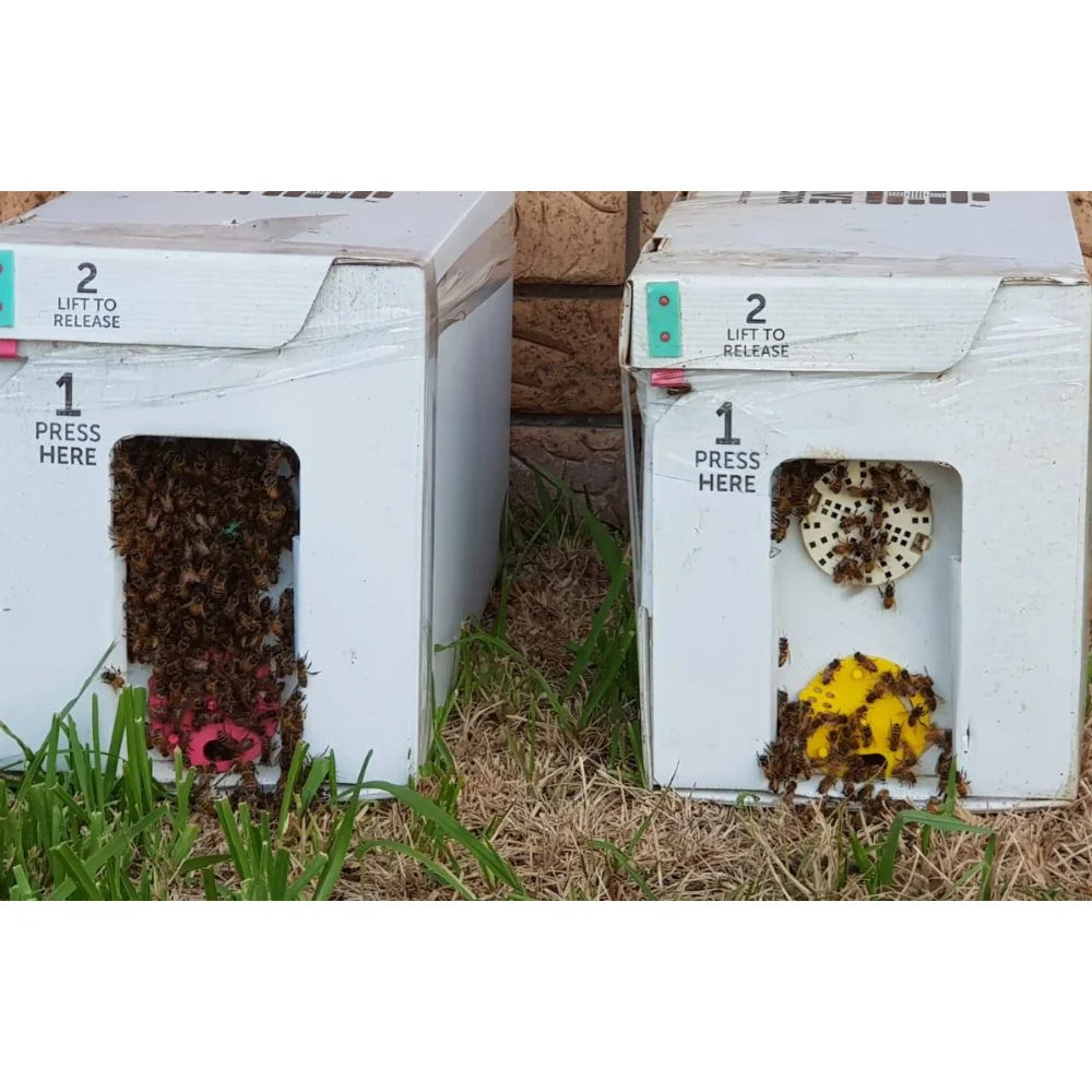 Two white bee-release boxes placed outdoors on grass, each with a window showing bees and beekeeping materials inside. The boxes have printed instructions reading '2 LIFT TO RELEASE' and 'PRESS HERE'.