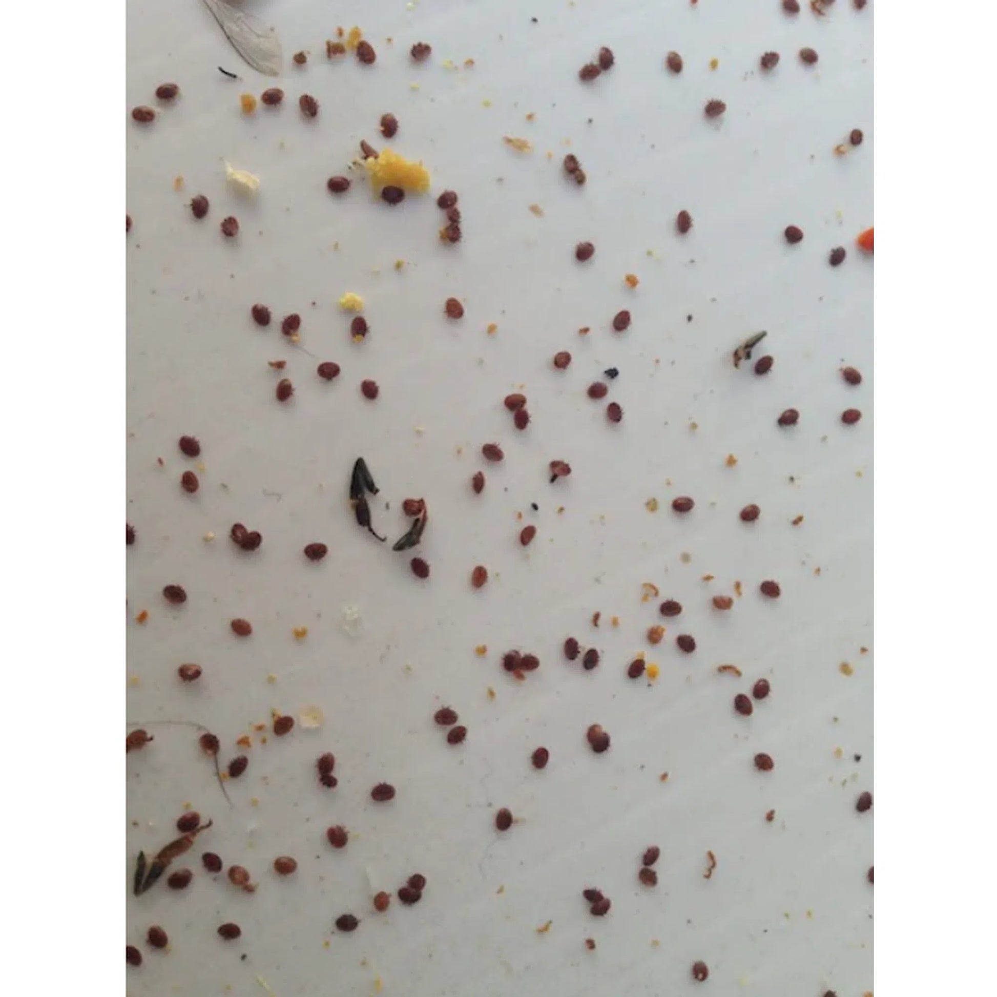 Varroa Mite Sticky Board – Close-Up
