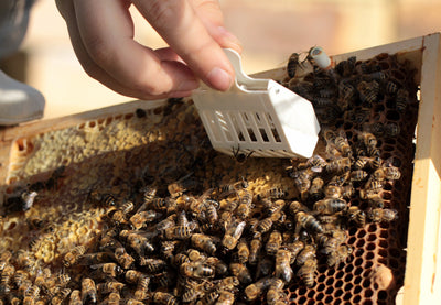 Queen Catcher Plastic - Beekeeping Gear