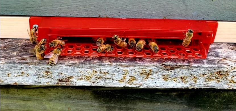 Guardian Beetle Trap  Bee Hive Choice of Entrance or Upper - Beekeeping Gear