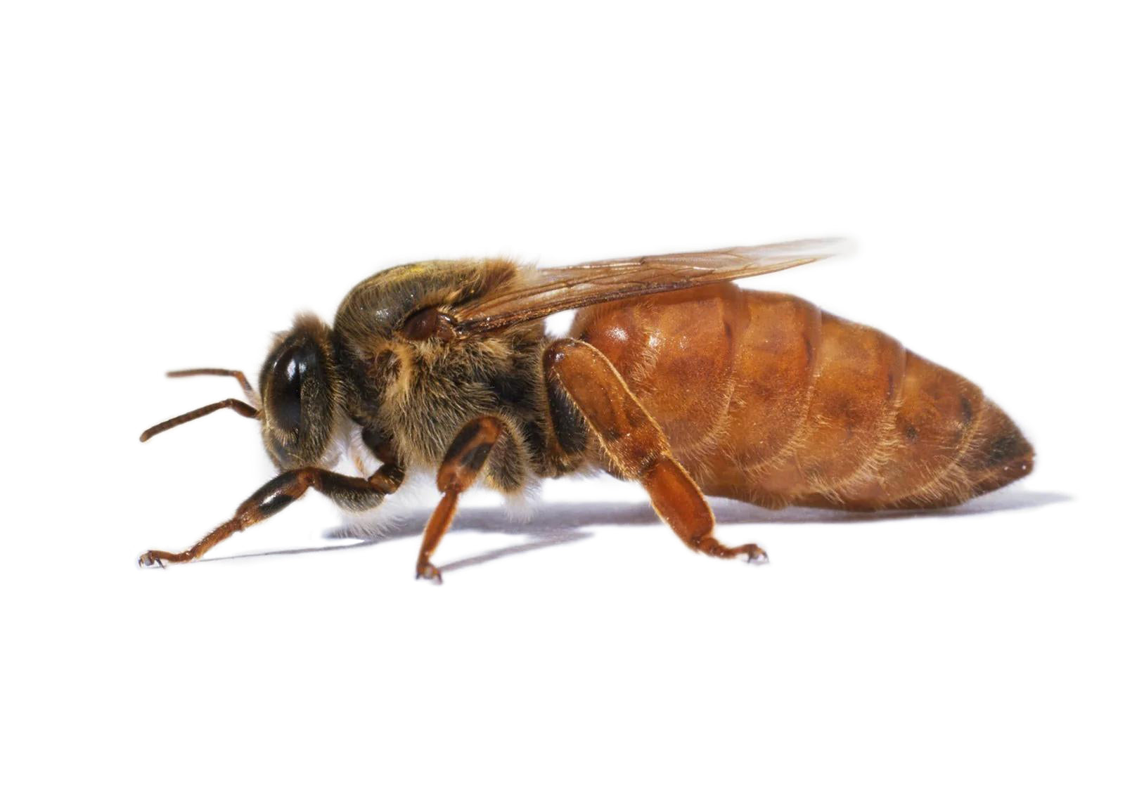 Mated Italian Queen Bee in Australia