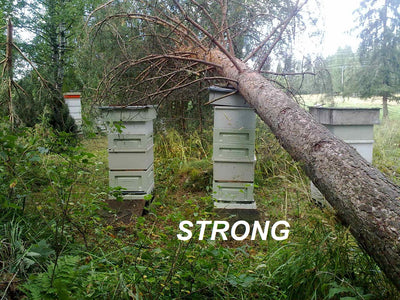 Honey Paw Polystyrene 10 Frames Beehive Three Level with Mesh bottom Board & Varroa pest Control Tray